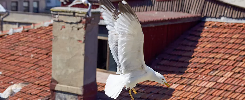 Residential Chimney Animal Removal Solution in Ensley, FL